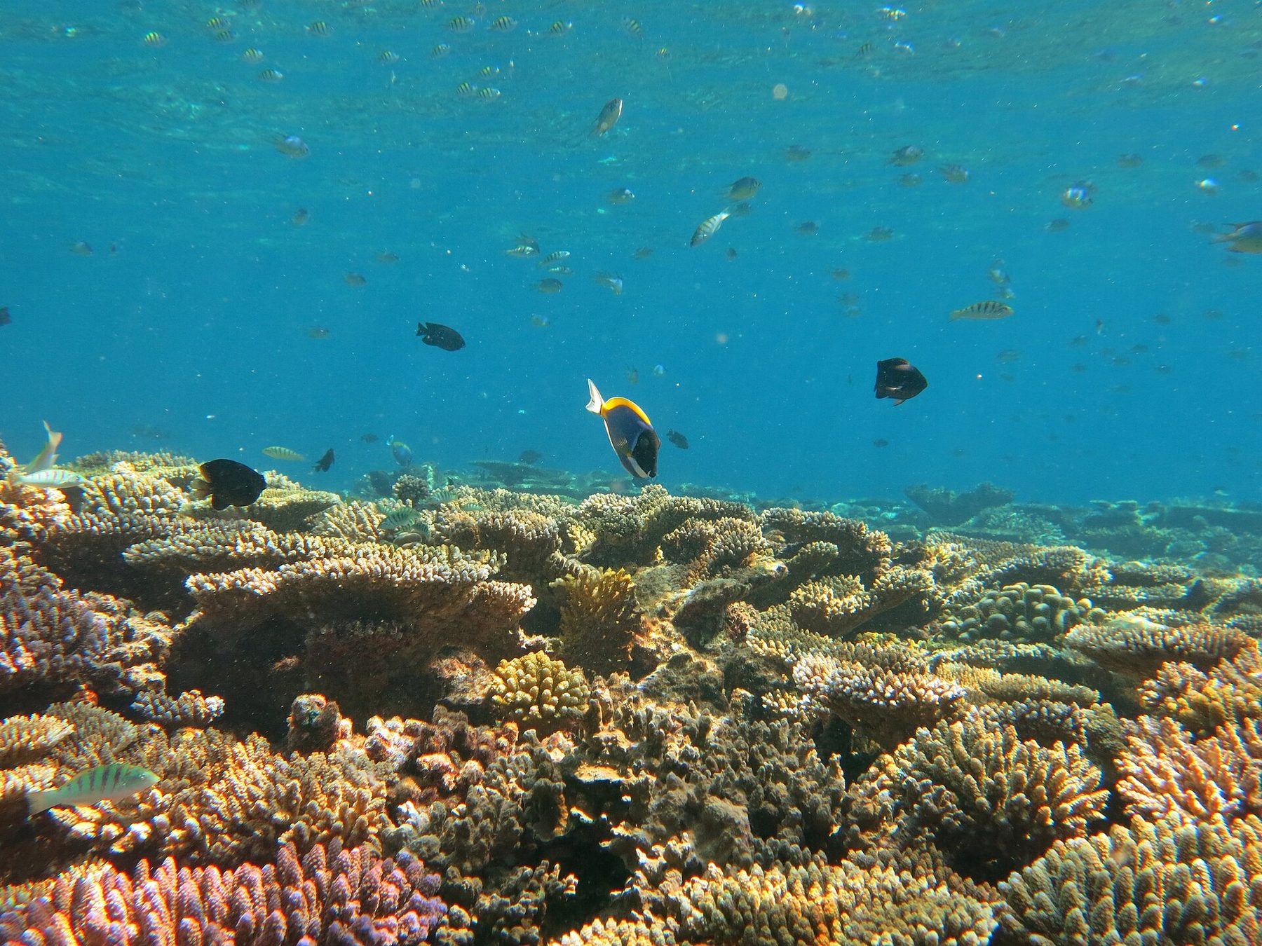 Baa Atoll
