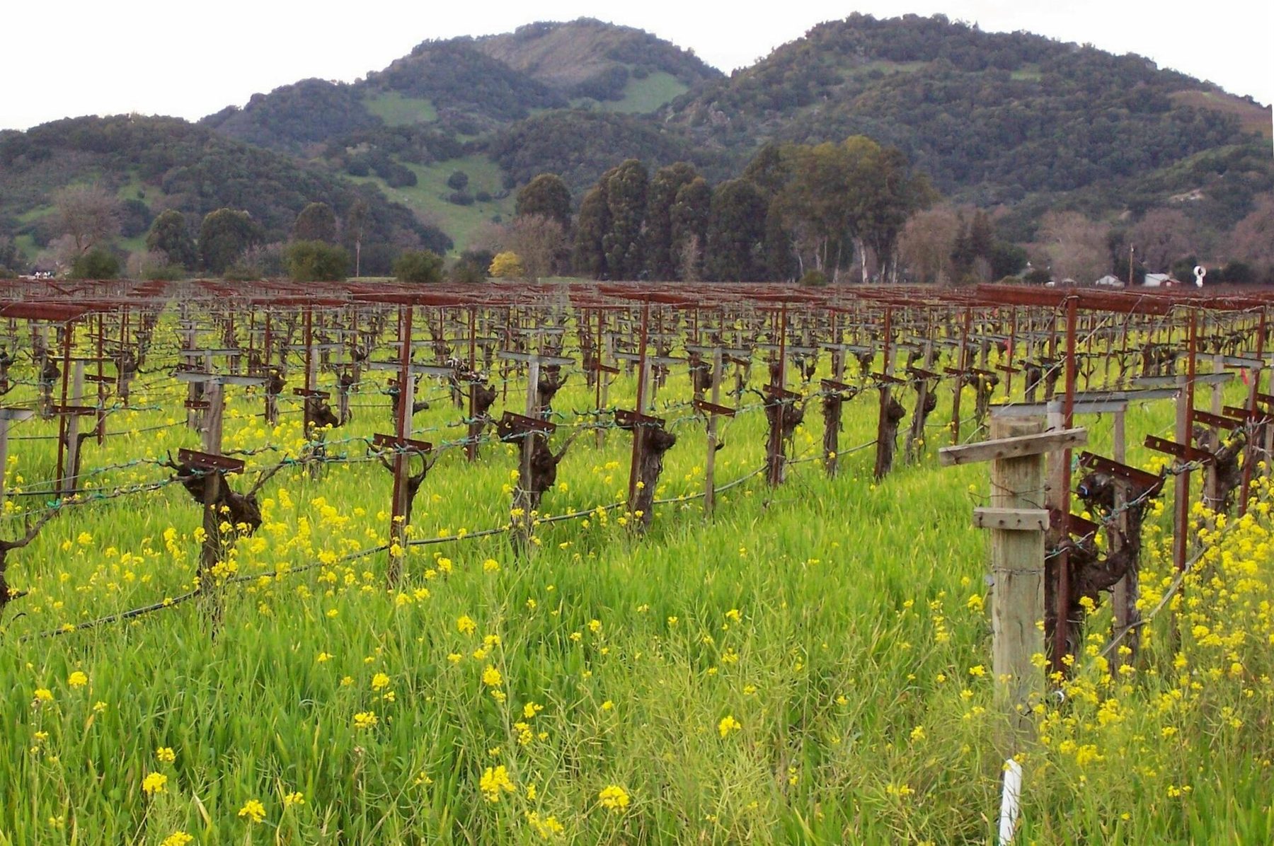 Napa Valley