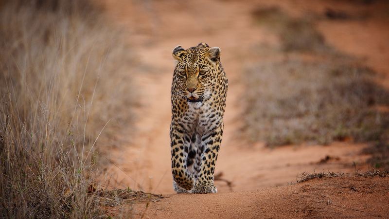 South Africa
