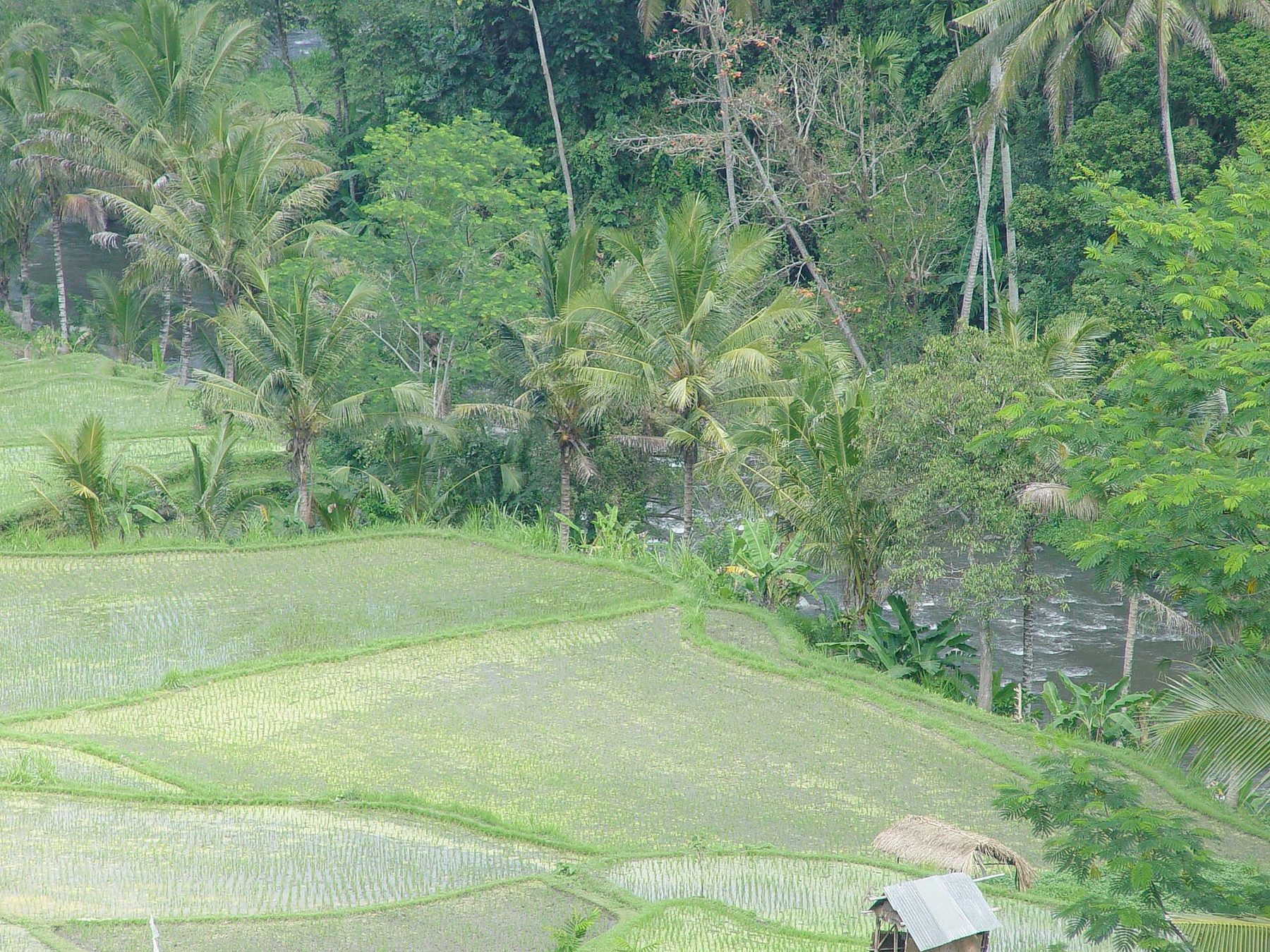 Four Seasons Resort Bali at Sayan