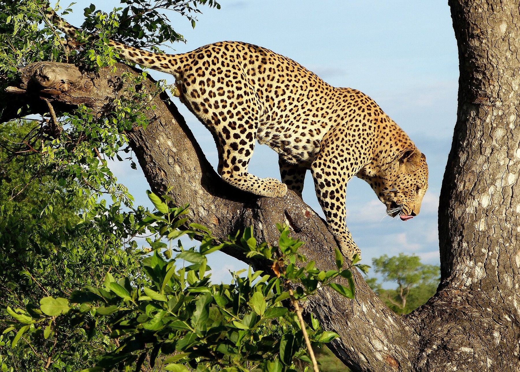 Londolozi Game Reserve